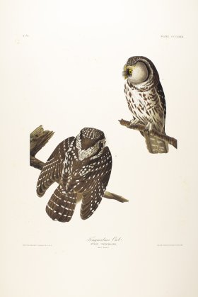 Tengmalm's Owl