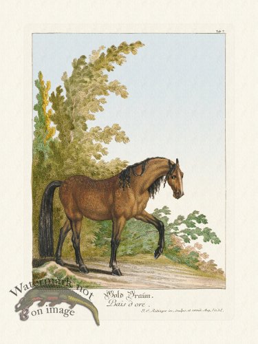 (image for) Ridingers Horses 07