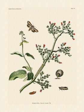 Wilkes Butterflies 099