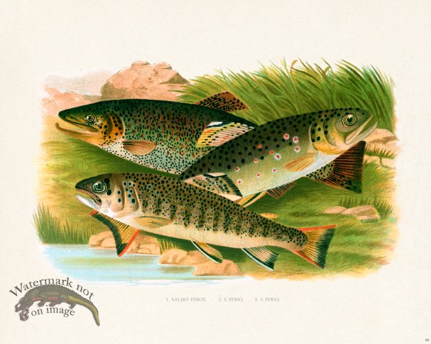 (image for) British FW 46