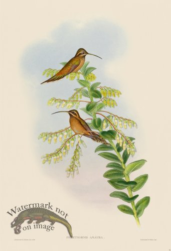 (image for) Gould Hummingbird 032