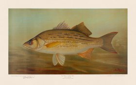 White or Silver Bass
