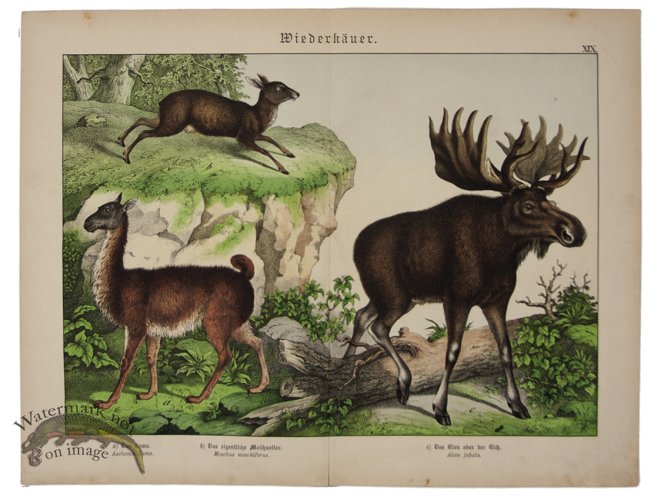 (image for) Moose Lama 