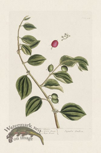 (image for) BEE 388 Indian Apples