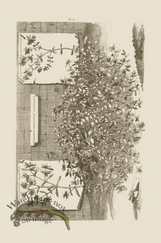 (image for) Abraham Munting 231