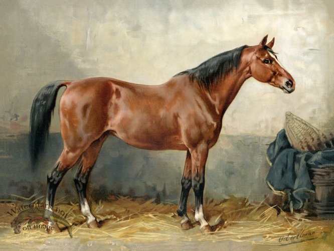 (image for) Mecklenburger Horse by Eerelman