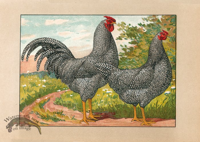 (image for) Chicken 47