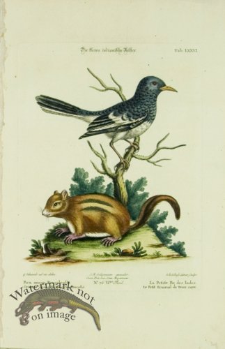 (image for) SB 19 La Petite Pie des Indes(Little Indian Pye&Ground Squirrel)
