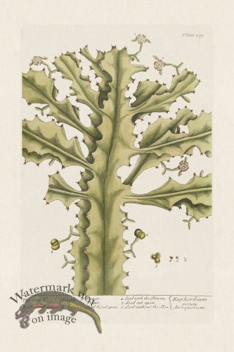 (image for) BEE 339 The true Euphorbium