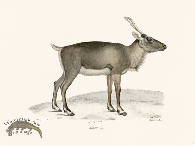 Cuvier 011 Reindeer Faun