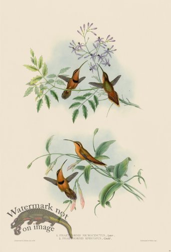 (image for) Gould Hummingbird 039