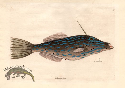 (image for) Catesby Fish 10