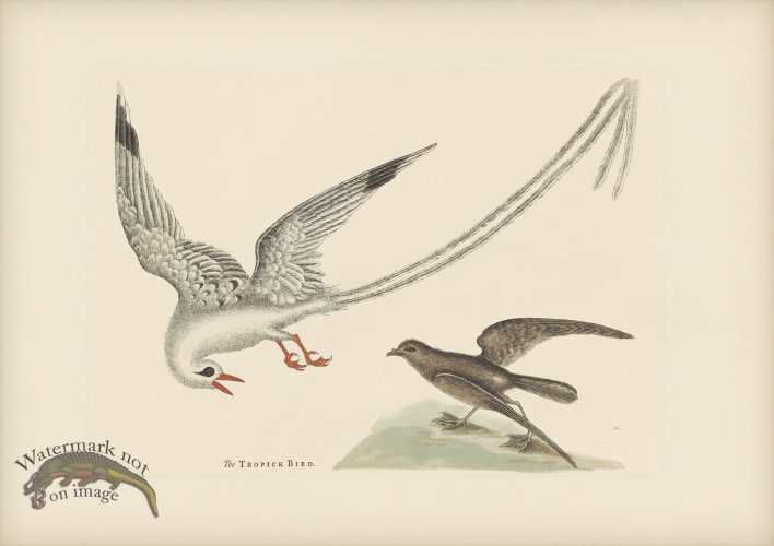(image for) 218 Tropic Bird