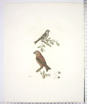 Parrot Grofsbill and Lefser Redpole
