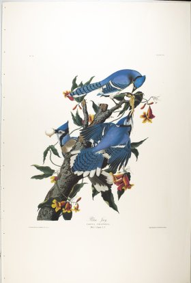 Blue Jay