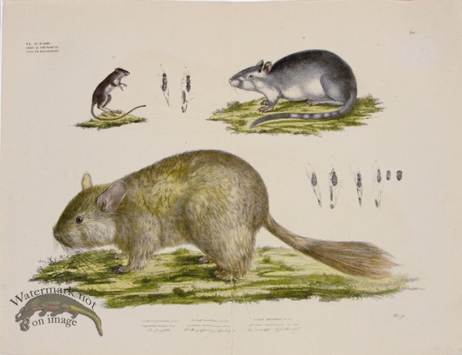 Goldfuss Long-tailed Chinchilla, Gerbil and Canadian Gerbil