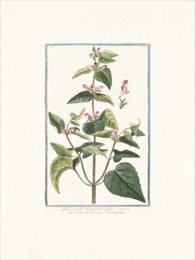 Bonelli 234 Dead-nettle