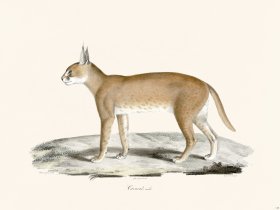 Cuvier 110 Male Caracal