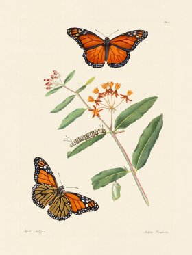 Abbot Butterfly 006