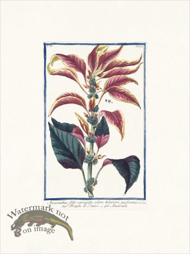 (image for) Bonelli 355 Amaranth