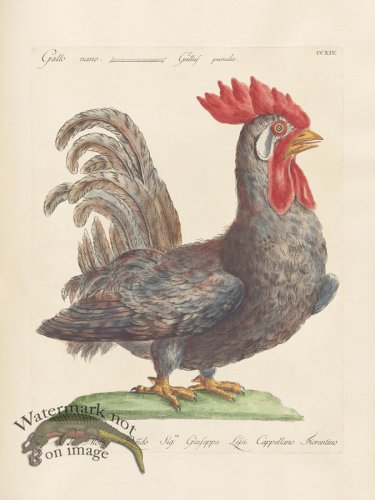 (image for) Manetti 214