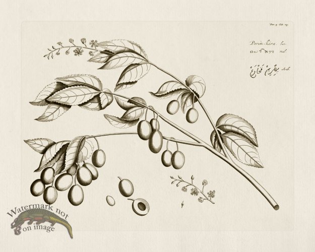 (image for) HORTUS VOL 04 24