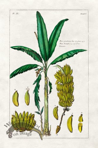 (image for) Buchoz Palm 03