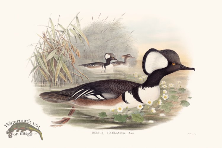 (image for) Gould Waterfowl 33