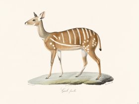 Cuvier 054 Female Bushbuck