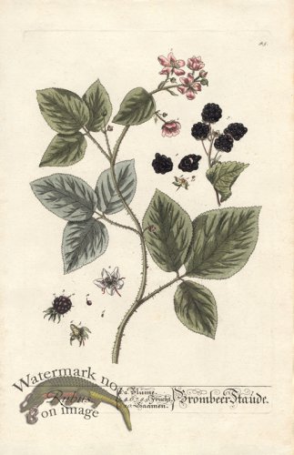 (image for) Blackwell GE 045