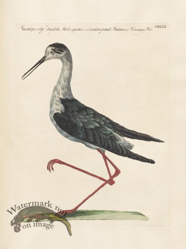 (image for) Manetti 470