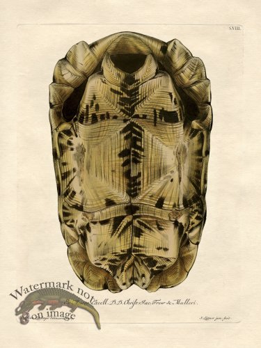 (image for) Trew Turtle Shell 08