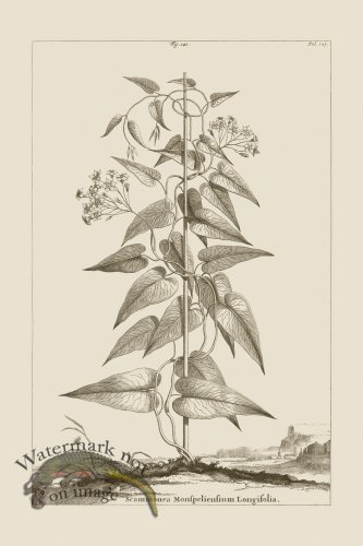 (image for) Abraham Munting 141