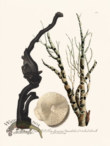 (image for) Knorr Coral 09