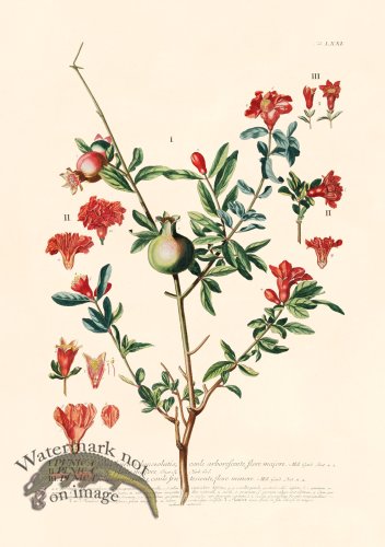 (image for) Trew Botanical 71