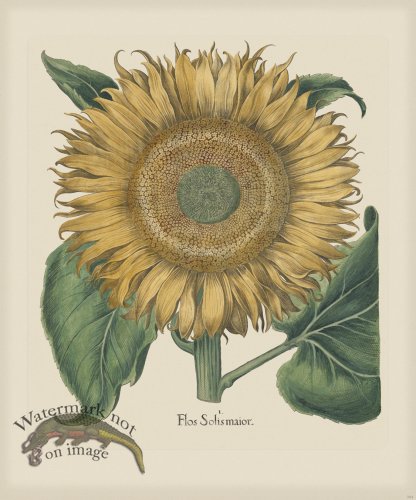 (image for) Besler 204 Colored B2