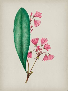 Andean Botanicals 001