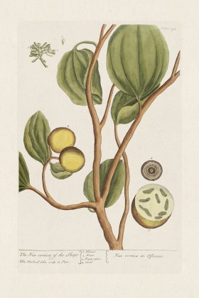 BEE 395 The Nuxvomica of the Shops