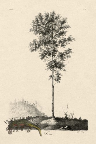 (image for) Defiennes Tree 23