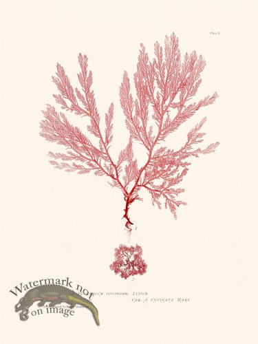 (image for) Bradbury Seaweed 002