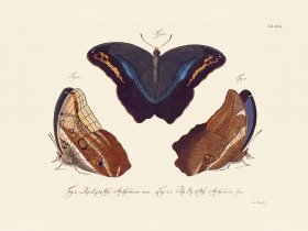 Jablonsky Butterfly 032