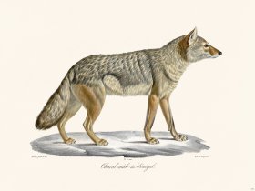 Cuvier 171 Jackal Of Senegal