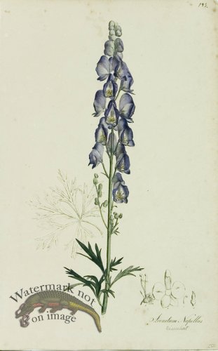 (image for) 1828_Gmp 018