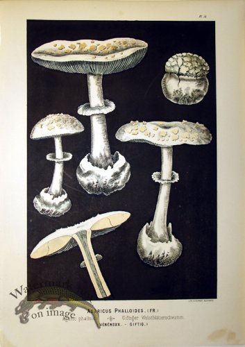 (image for) Mushroom