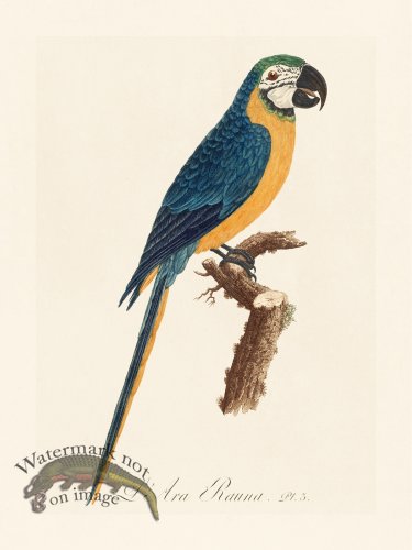 (image for) Barraband Parrot 003