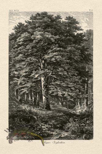 (image for) Hoefer Tree 16