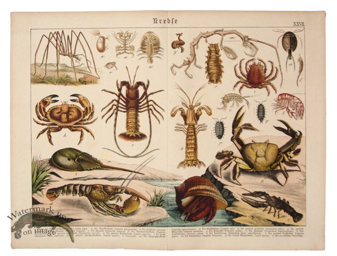 Crustacean Lobster Crab