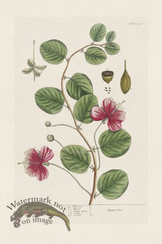 (image for) BEE 417 Caper