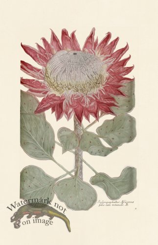 (image for) Weinmann PL 692