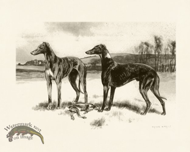 (image for) Modern Dogs 14